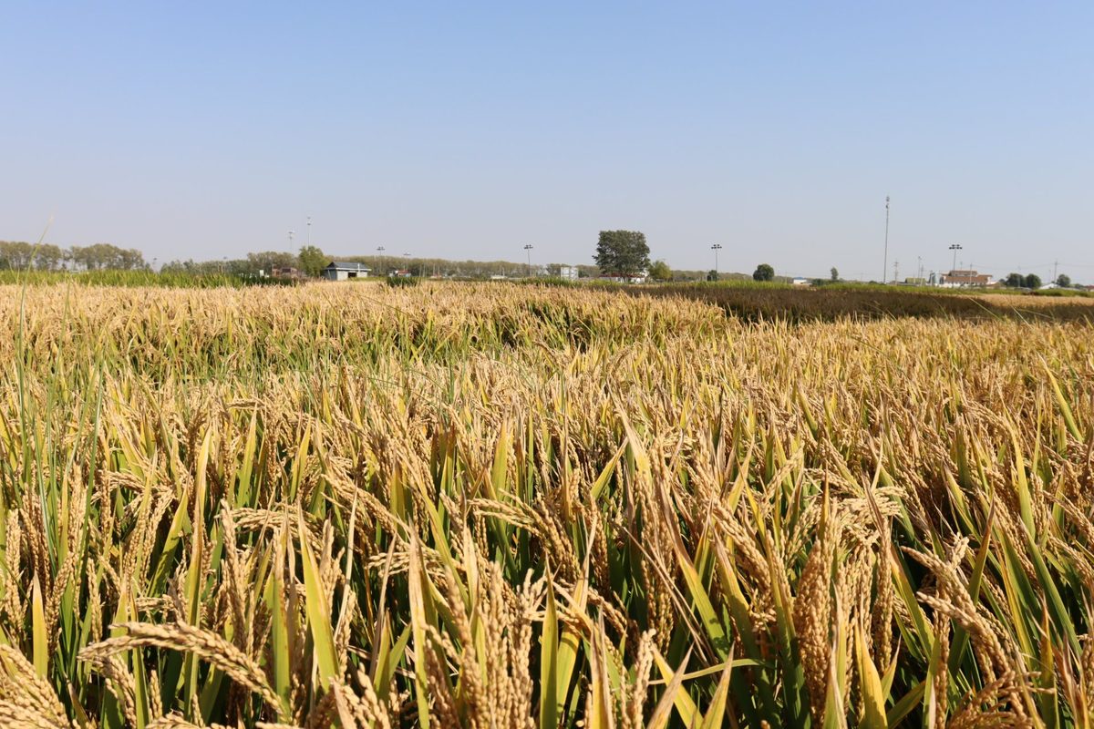 Golden rice field in Liaoning, China ready for harvest — rice husk feedstock for eco tableware production
