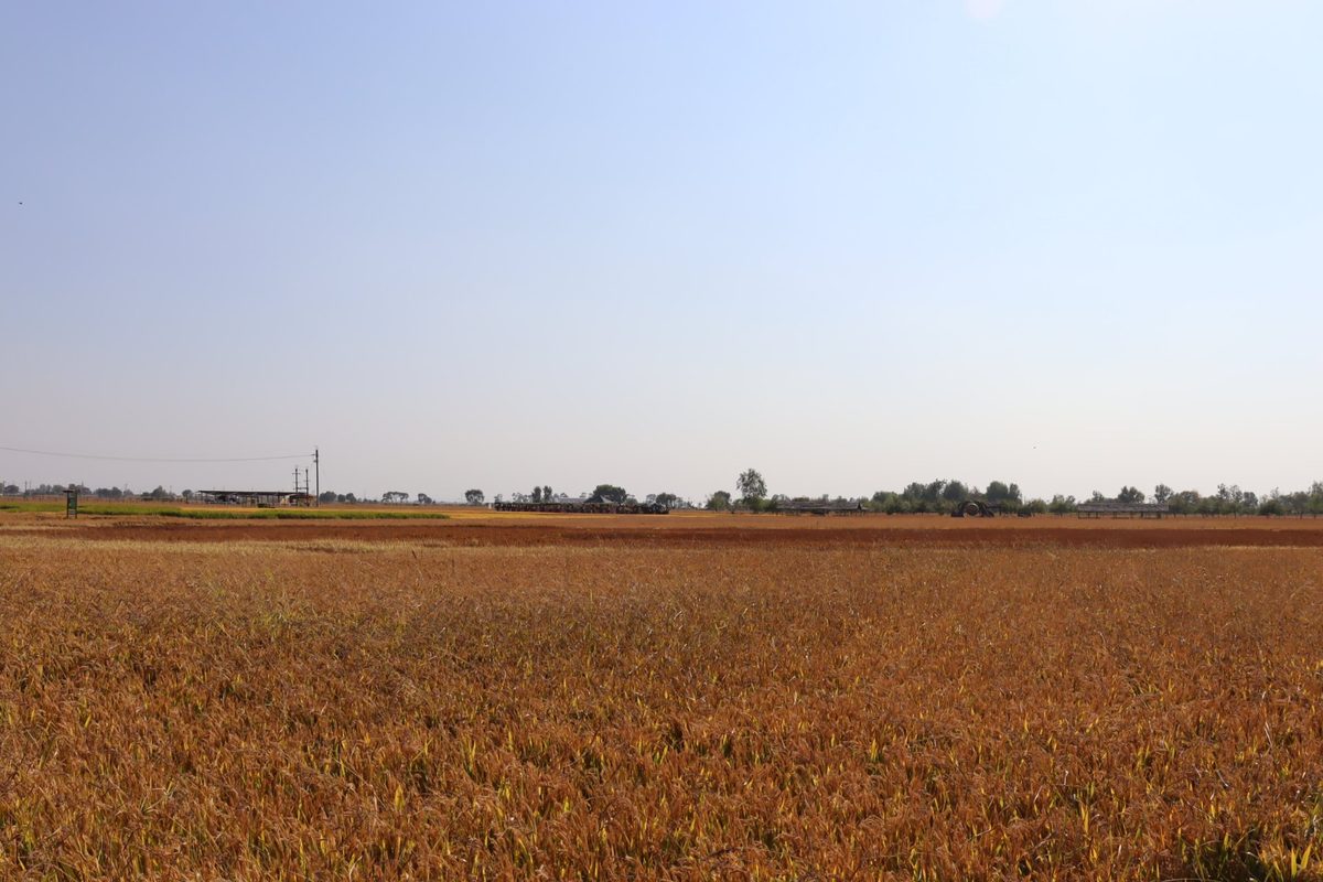 Harvested rice field in October — rice husk collected as plant fiber feedstock for eco-friendly dinnerware