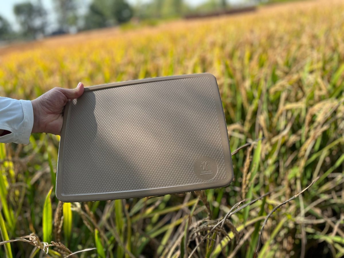 Rice husk serving board held above a rice field — traceable plant fiber tableware from harvest to product