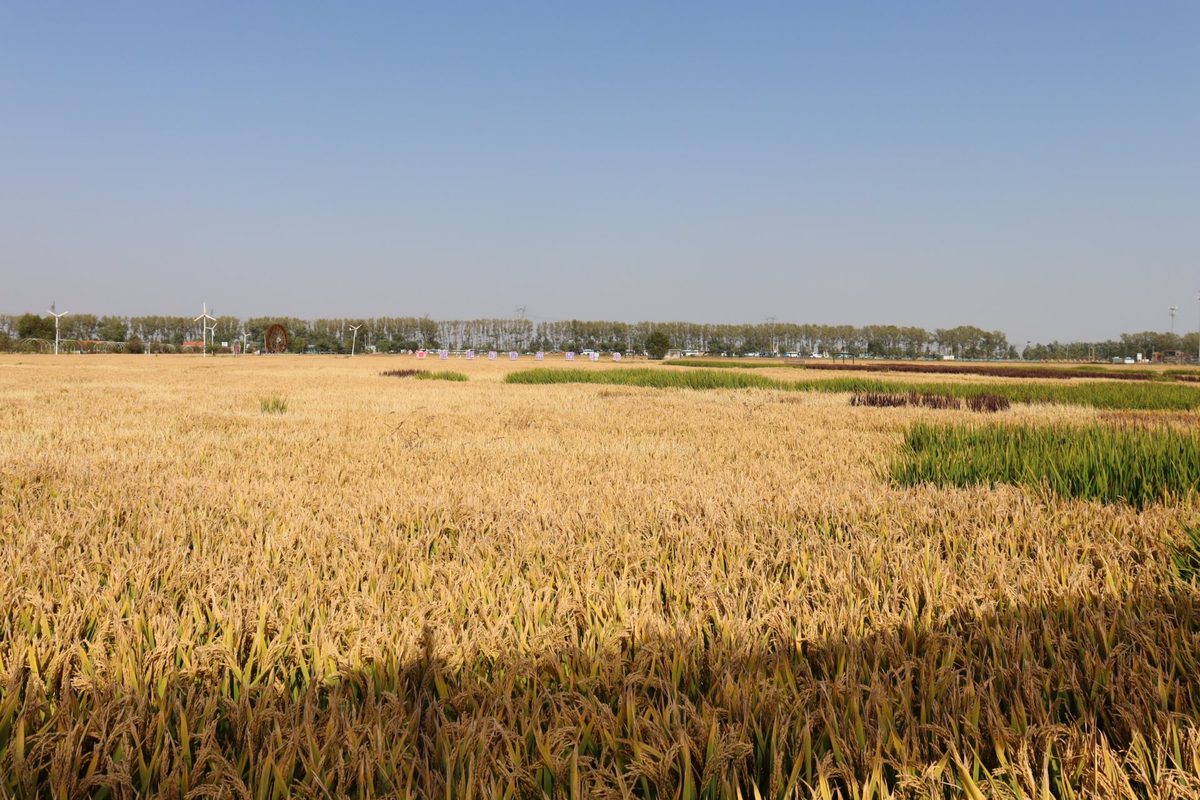 Golden rice fields at harvest time in northeast China — the origin of rice husk used in plant fiber tableware