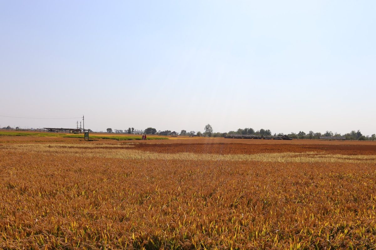 Vast rice fields ready for harvest under a clear sky in Liaoning, northeast China