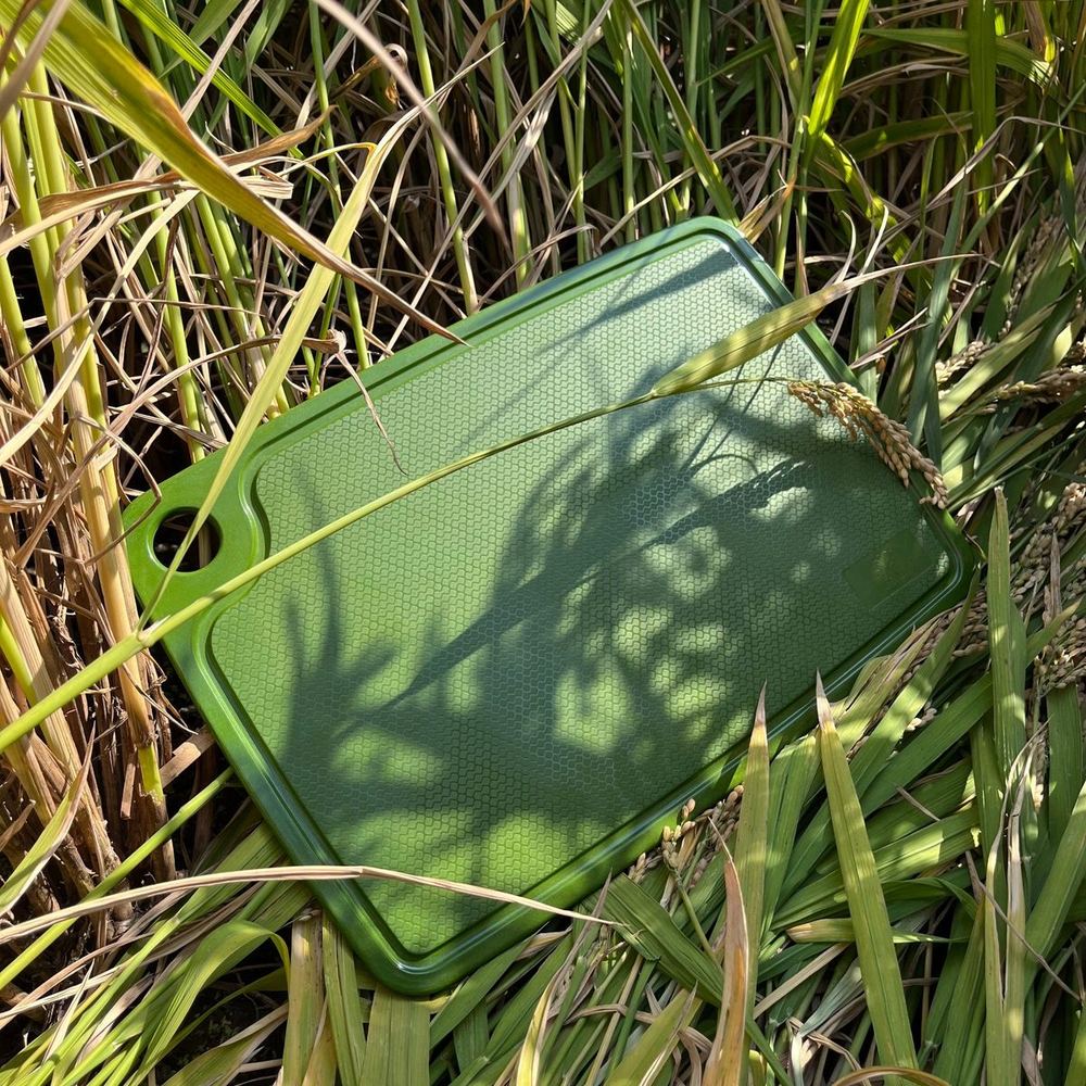 Green rice husk chopping board resting in freshly harvested rice straw — plant fiber tableware photographed at the source of its raw material